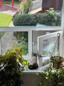 Три кота - 24