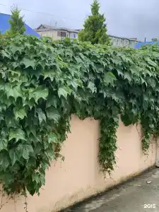 Сакура - 21