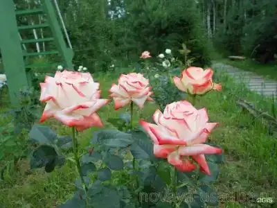 Вилла Новая Усадьба - 3