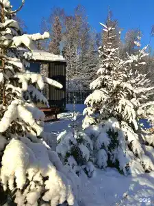 Медовое Форест - 10