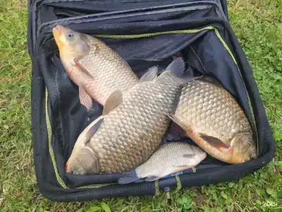 Fish Place - 67