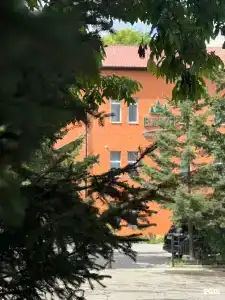 Елки - 18