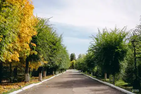 Березки - 8