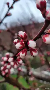 Звёздный - 68