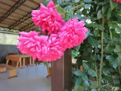 Добрый кит - 20