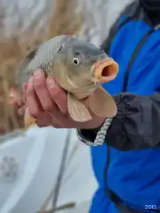 Fish Sense - 179