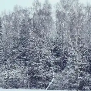 Чернолесье - 34