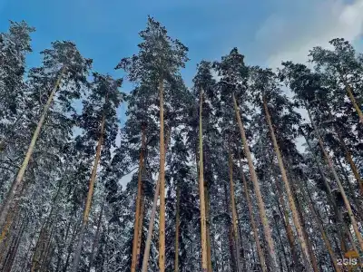 Вилла Богема - 17