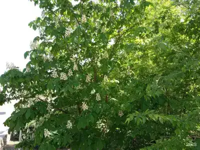 Ахтуба - 80