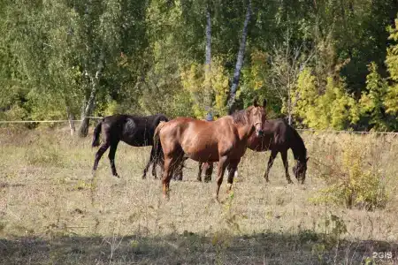 Настасьино Хуторок - 31