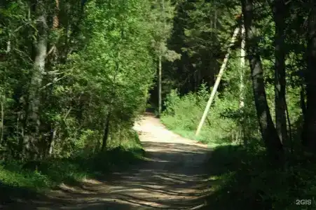 Шишки - 22