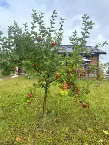 Большой камень - 48