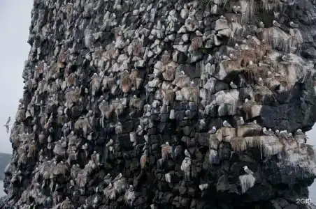 Камчатка Мэджик Вуд - 25