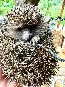 Парк Инал - 98