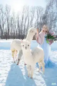 Пара Альпак - 23