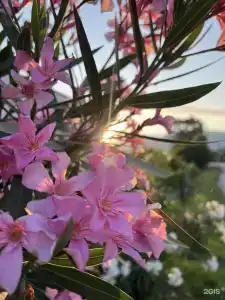 Андреанна - 16
