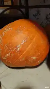 Муза Рузы - 72