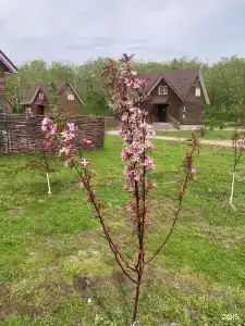 Лесная Поляна - 62