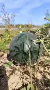 Муза Рузы - 71