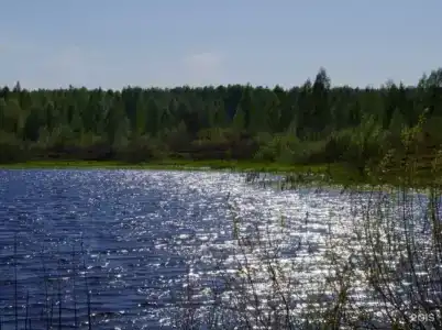 Сосновый бор - 14