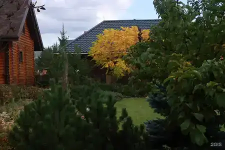 Барбарис - 0