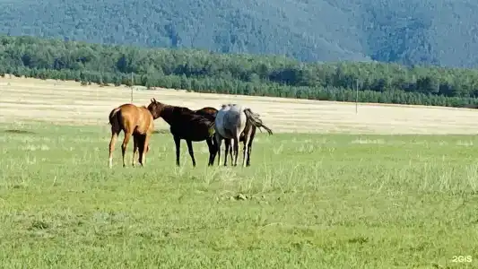 Мелодия Ольхона - 47