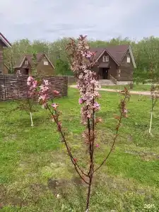 Лесная Поляна - 65