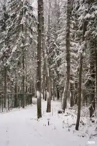 Плавное Течение - 84