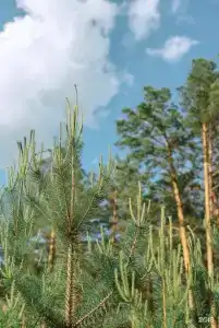 Хвойный берег - 6