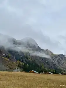Арника - 73