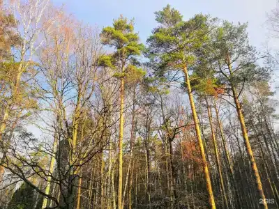 Розендорф - 69