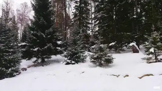 Lake & Forest - 20