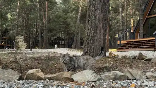 Тунгуска - 67