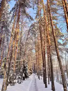 Дома на Сайме - 20