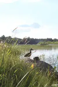 Черёха - 72