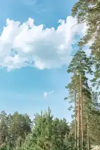 Хвойный берег - 10