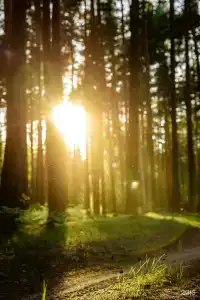 Глэмпинг Эко-отель Forest - 8