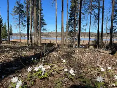 Поляна - 49