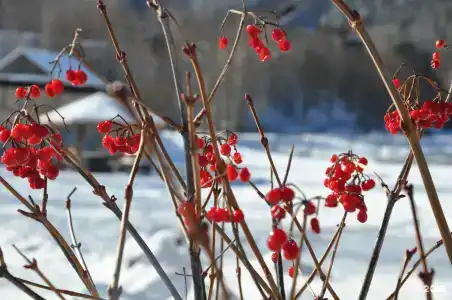 Березка - 26