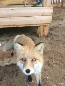 Мелодия Ольхона - 58