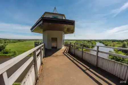 Сосны - 29