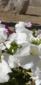 Зеленый дом - 1