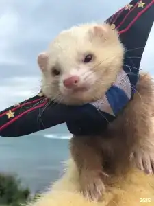 Парк Инал - 101