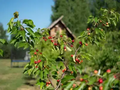 Веточка - 23