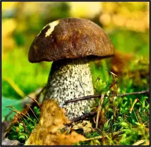 Янисъярви - 51