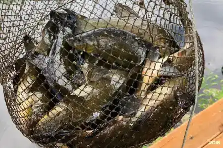 Зеленый Бор - 82