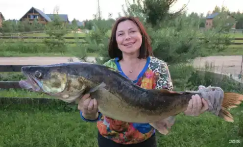 Ситинка - 77