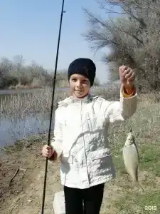 Fish Sense - 181