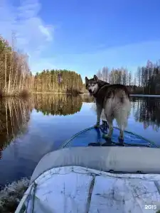 Умосту - 42