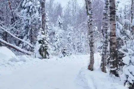 Окуневая - 45